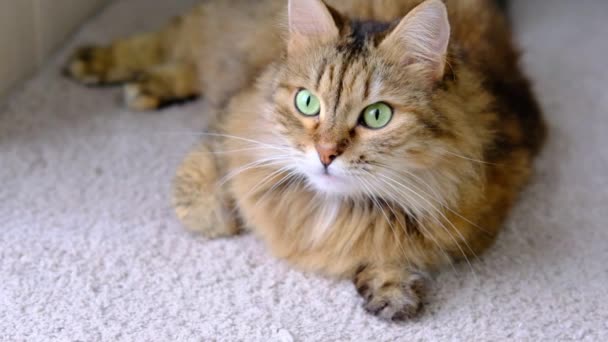 Retrato gris rayas gato peludo se encuentra en el suelo en la alfombra gris en la habitación y mirando a la cámara . — Vídeos de Stock
