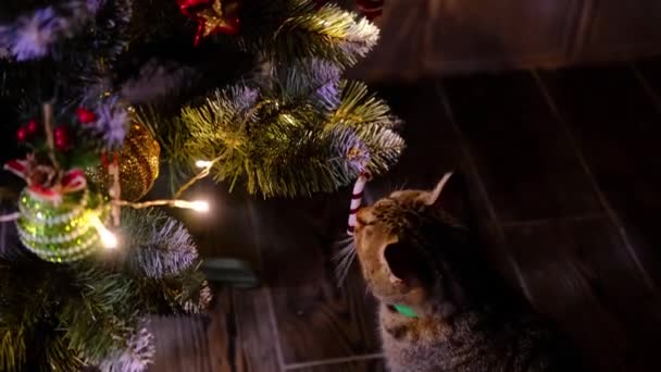 Tabby strisce grigio e rosso gattino gioca con il giocattolo di caramelle di Natale sull'albero di Capodanno nella stanza — Video Stock