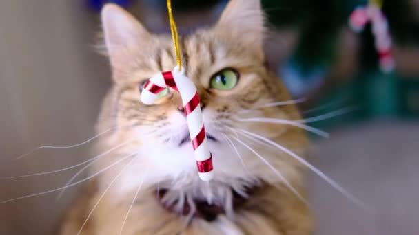Tabby peloso grigio gattino gioca mordere e annusare strisce caramelle di Natale giocattolo davanti all'albero di Natale — Video Stock