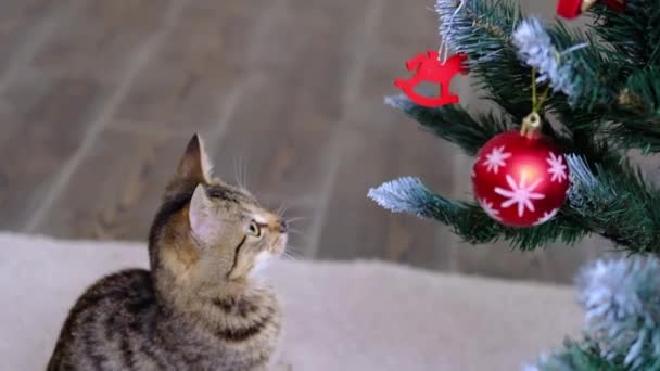 Tabby listrado cinza gato joga e assistir ao brinquedo bola de Natal na árvore de Ano Novo na sala — Vídeo de Stock