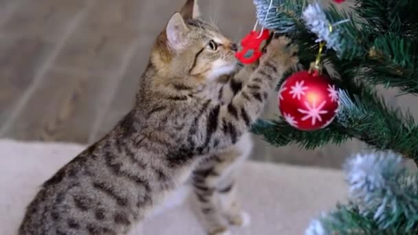 Тэбби полосатый серый кот играет с игрушкой Рождественский мяч на новогоднюю елку в комнате — стоковое видео