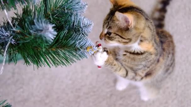 Tabby pruhované šedé a červené koťátko hraje s vánoční cukroví hračka na Novém roce strom v místnosti — Stock video