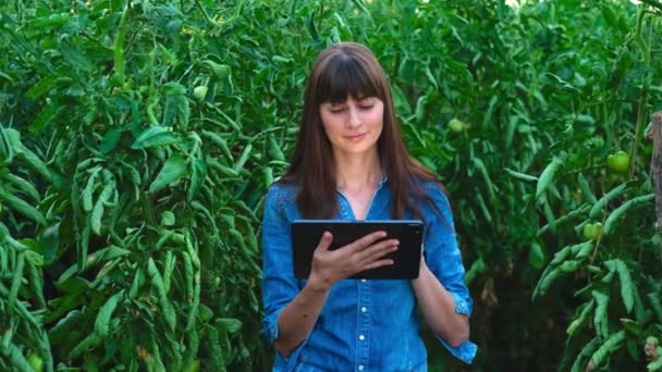 Красивая фермер женщина девушка проверяет качество помидоров в зеленом доме с tablet.Agriculture бизнеса. — стоковое видео