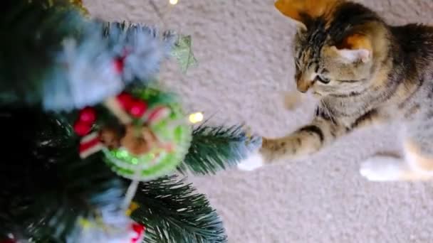 Тэбби полосатый серый и красный котенок играет с рождественской конфеткой игрушка на новогодней елке в комнате — стоковое видео