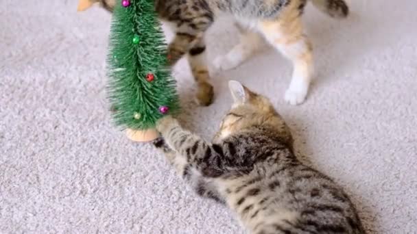 Zwei gestromte grau-rote Kätzchen spielen mit kleinem Weihnachtsbaum im Zimmer auf dem Boden auf Teppich — Stockvideo