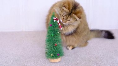Kürklü gri kedi Noel ağacında oynar ve ısırır Noel ağacı ve şeker oyuncağı yer 