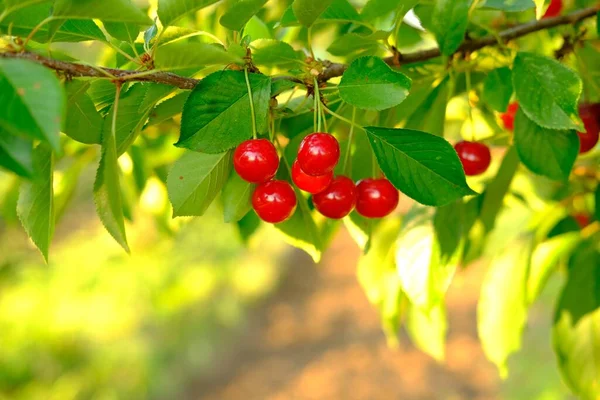 과수원에 있는 벚나무에서 잘 익은 붉은 열매 송이들 이자라고 있습니다. 수확하기 전에 나무 위에서 열매를 따고, 닫습니다. 과일 . 나무에 체리, 비타민 C 와 산화 방지 과일. 신선 한 유기농 — 스톡 사진