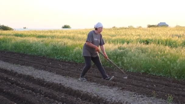 Mujeres en el campo que trabajan con una azada — Vídeos de Stock