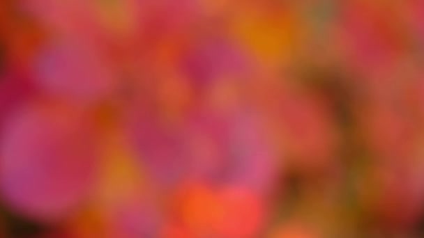 Nature abstrait orange et jaune or rouge bokeh fond flou — Video