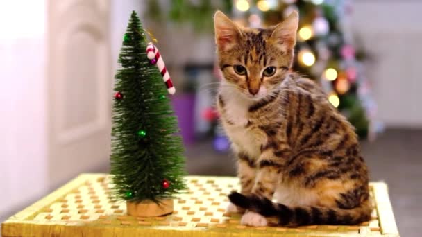 Rot-grau gestreifte kleine Katze sitzt im Zimmer und leckt sich die Lippen am Weihnachtsbaum — Stockvideo