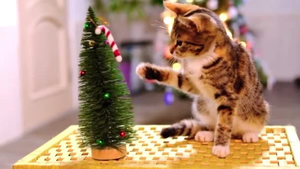 Rot und grau entkleidete kleine Katze spielt und fällt schiebt Weihnachtsbaum ins Zimmer — Stockvideo