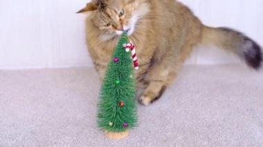 Kürklü gri kedi Noel ağacında oynar ve ısırır Noel ağacı ve şeker oyuncağı yer 