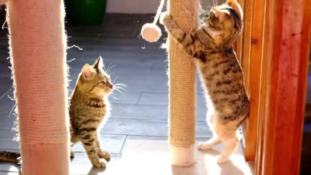 Котята играют с мячом и затачивают когти на когтях. — стоковое видео
