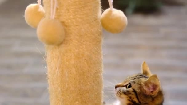 Little striped red and grey kitten play and climbs the scratching post in Christmas room — Stock Video