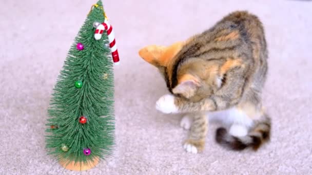 Маленький Тэбби полосатый серый котенок стирает лижет лапу рядом с маленькой рождественской елкой и конфеткой сверху — стоковое видео