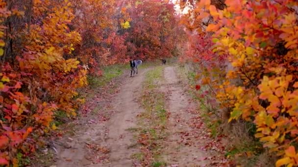 Boldog fekete-fehér kutyák futnak a gyönyörű őszi erdőben és parkban . — Stock videók