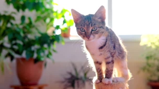 子猫は部屋の中の猫の頭の上に座り、後ろに緑の花を咲かせます。. — ストック動画