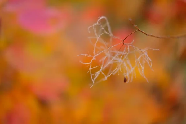 Natuur abstract oranje en geel goud rood bokeh wazig achtergrond, zonlicht schijnt aan de bladeren onder de boom op zonsondergang. — Stockfoto