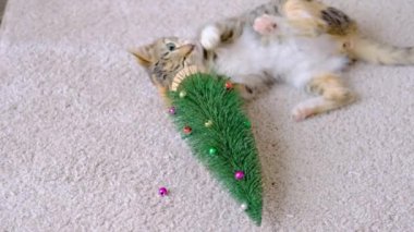 Tekir çizgili gri ve kırmızı kedicik küçük Noel ağacıyla oynuyor 