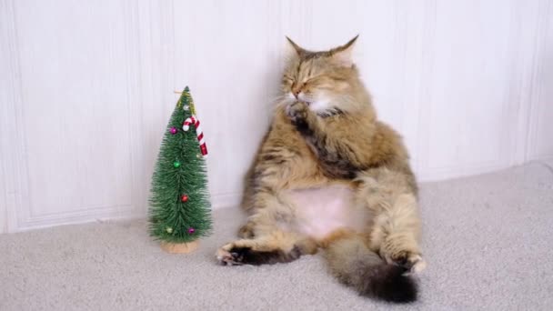 毛茸茸的灰色猫咪打呵欠，洗干净后，它的爪子会在圣诞树旁舔舔，顶部的糖果玩具也会在舔 — 图库视频影像