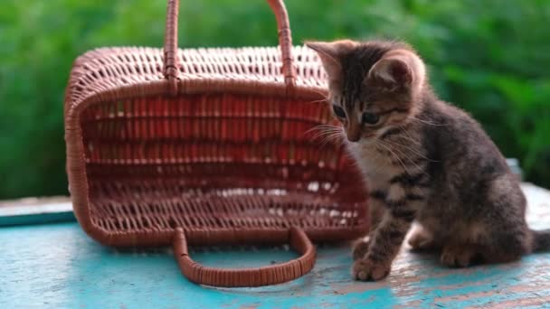 Um gatinho senta-se perto de uma cesta e joga e, em seguida, salta ao ar livre em um fundo natural verde. Imagens 4k de alta qualidade — Vídeo de Stock