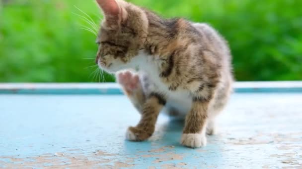 Маленький домашний полосатый блошиный котенок зудит на синем полу и естественном зеленом фоне под открытым небом — стоковое видео