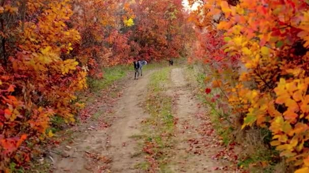 Heureux chiens noirs et blancs qui courent dans la belle forêt d'automne et le parc . — Video