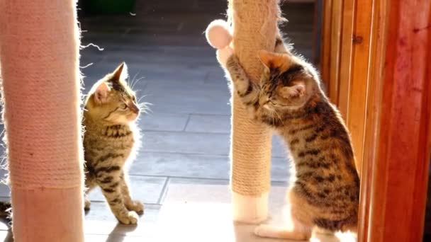 子猫は遊ぶと傷のposs上に爪を研ぐ — ストック動画