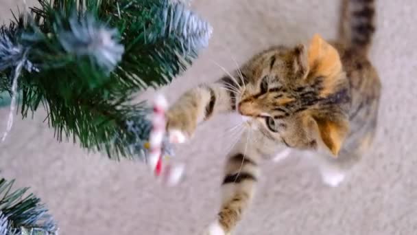 Tabby rayas gris y rojo gatito juega con Navidad caramelo juguete en árbol de año nuevo en la habitación — Vídeo de stock