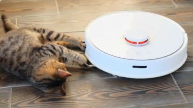 Evde yerde beyaz robot süpürgeyle oynayan komik kedi yavrusu. Çizgili kedi modern iç mekanda elektrikli süpürgeyle oynuyor. 