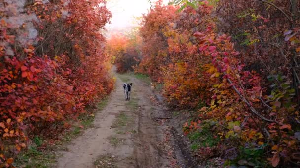 4k Glückliche schwarz-weiß-rote Ingwerhunde, die im wunderschönen herbstlichen Wald und Park laufen . — Stockvideo