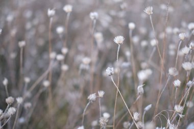 Doğanın arka planı. Sonbaharda tarlada kurak çiçekler. Pastel, gri, beyaz ve kahverengi renkler. .