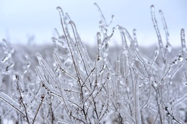 Freezing flower plant in ice on the snow meadow.