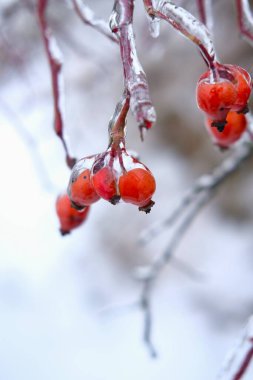 Freezing canker-rose, briar plant in ice on the snow meadow.