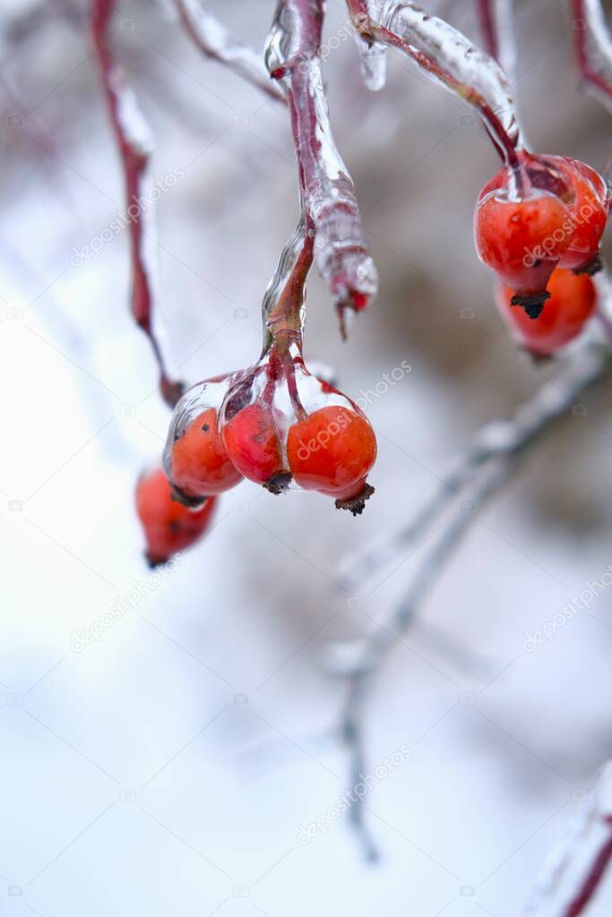 Freezing canker-rose, briar plant in ice on the snow meadow.