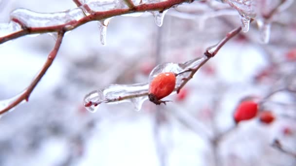 4k Mrazící canker-rose, briar rostlina v ledu na sněhové louce v zimě. — Stock video