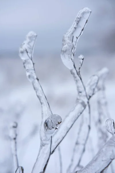 Freezing flower plant in ice on the snow meadow. — Stock Photo, Image