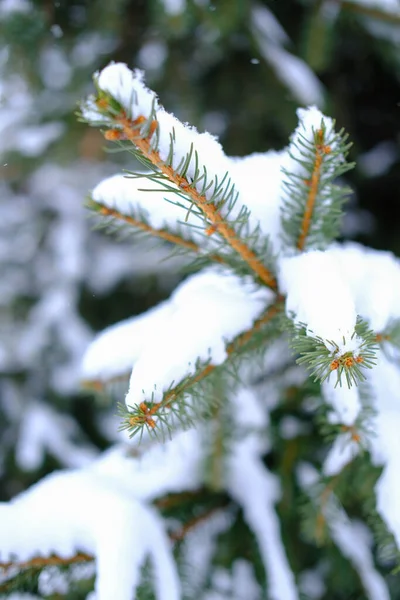 Kış arkaplanı, buzlu yeşil çam ladin dalının kapanması fotokopi alanının olduğu bir kar gününde