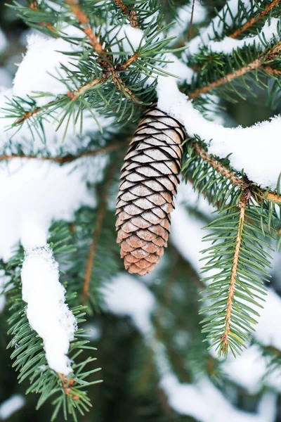 Winterhintergrund, Nahaufnahme von mattgrünem Kiefernzweig an einem Schneetag mit Zapfen auf dem Baum — Stockfoto