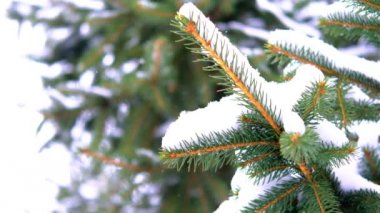 4k video kış kapalı donmuş yeşil çam ladin dalı kar günü 