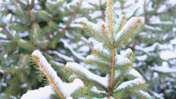 4k video vinter närbild av frostad grön tall gran gren på en snöig dag — Stockvideo