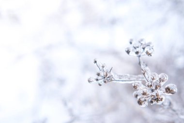 Freezing flower plant in ice on the snow meadow.