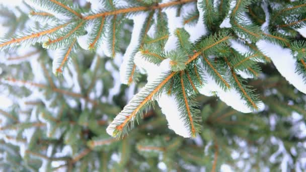 4k video inverno primo piano di ramo di abete rosso pino verde glassato in una giornata nevosa — Video Stock