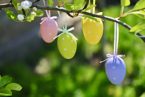 Pasen gekleurde eieren hangen aan de boom Stockafbeelding