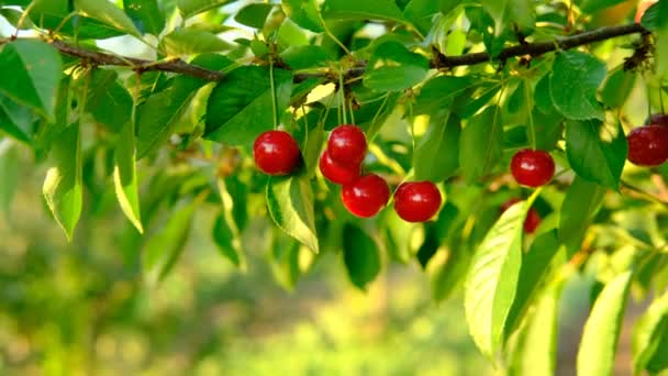 Ett gäng mogna röda körsbär som växer på körsbärsträd i fruktträdgården. Ekologiska körsbär på träd före skörd, närbild. Frukt.körsbär på trädet, hög C-vitamin och antioxidantfrukter. Färsk ekologisk på — Stockvideo