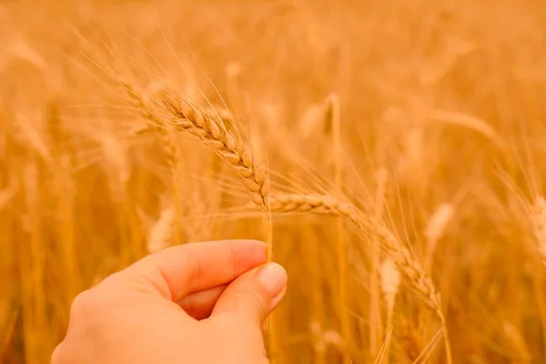 Пшеничное ячменное поле. Один золотой колосок пшеницы крупным планом в женской руке на естественном пшеничном фоне. Концепция сбора урожая. — стоковое фото