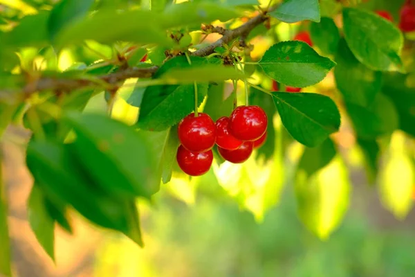 Ramo de cerezas rojas maduras creciendo en cerezo en huerto. Las cerezas orgánicas sobre el árbol antes de la cosecha, cierran. Fruit.cherry en el árbol, alto en vitamina C y frutas antioxidantes. Fresco orgánico en —  Fotos de Stock