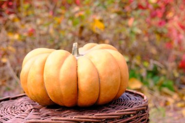 Şükran günü ve cadılar bayramı için olgun, turuncu, güzel balkabağı. Yüksek kalite fotoğraf