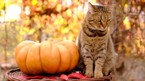 Cute Stripped Grey Cat Sitting Looking Ripe Orange Ginger Beautiful — Stockvideo