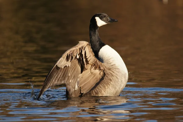 Canada Goose, Branta canadensis — Stock Photo, Image